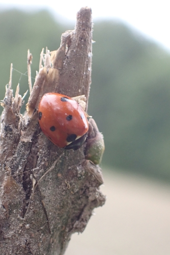 Seven-spotted Lady Beetle