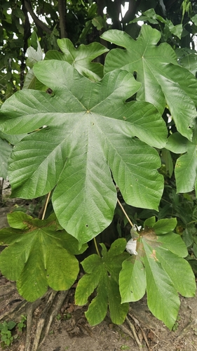 Cecropia peltata, photograph 2