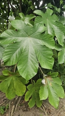 Cecropia peltata, photograph (c) Maria Janeiro, some rights reserved (CC BY)