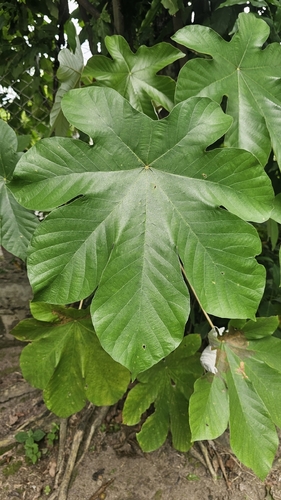 Cecropia peltata, photograph 3