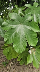 Cecropia peltata, photograph (c) Maria Janeiro, some rights reserved (CC BY)