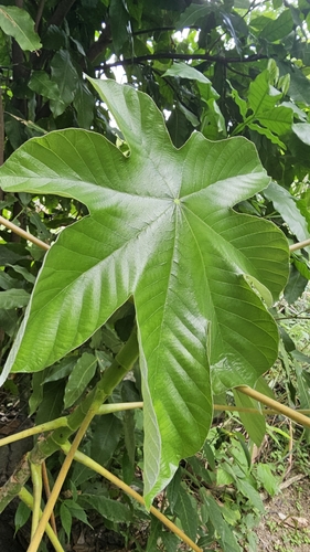 Cecropia peltata, photograph 4