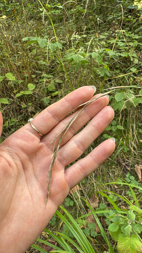 Slender False Brome