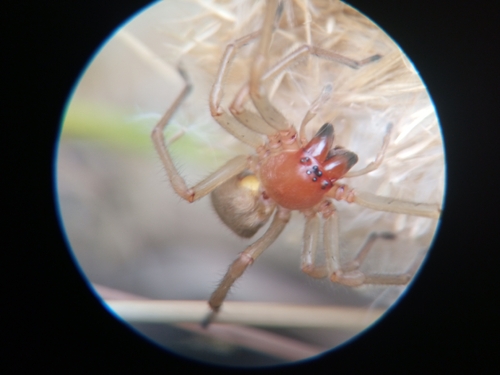 European Yellow Sac Spider