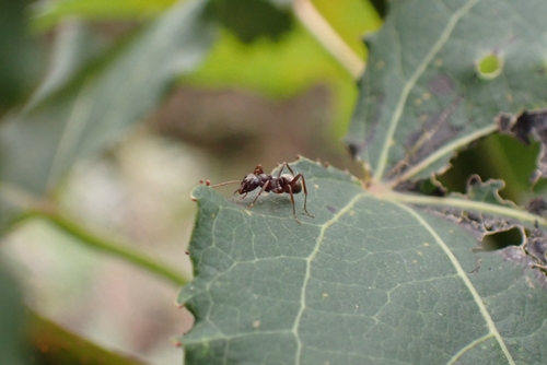 Formica fusca