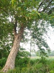 Gmelina arborea