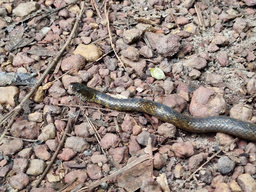 Erythrolamprus taeniogaster