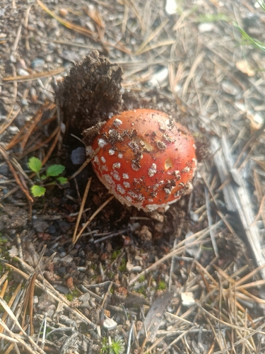 Fly Agaric