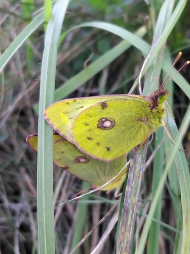 Pale Clouded Yellow