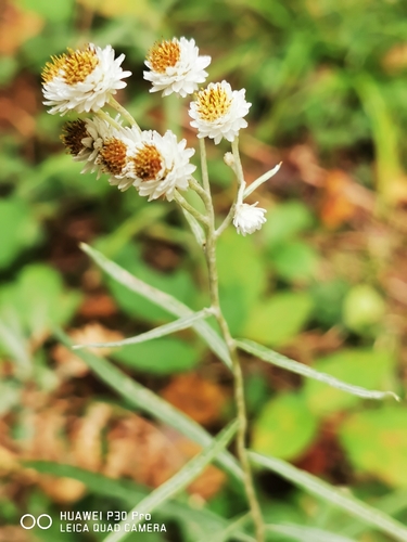 pearly everlasting