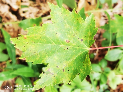 red maple