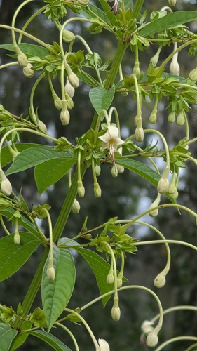 Clerodendrum indicum