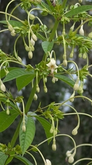 Clerodendrum indicum
