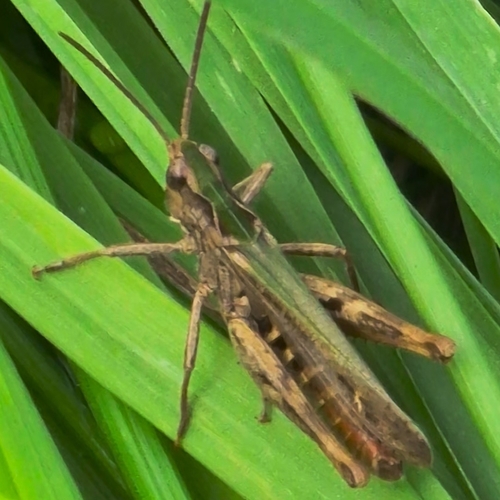 Common Field Grasshopper