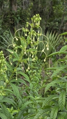 Clerodendrum indicum, photograph (c) Daniel Nunez, some rights reserved (CC BY)
