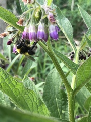 Bombus hortorum