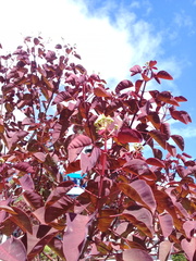 Euphorbia cotinifolia