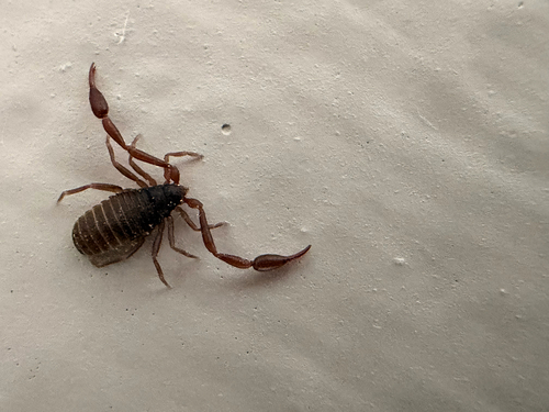 House Pseudoscorpion