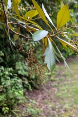 Bocconia frutescens, photograph (c) José Javier Barrios Flores, some rights reserved (CC BY)