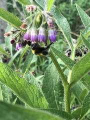 Bombus hortorum