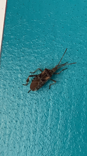 Western Conifer Seed Bug