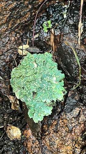 rough speckled shield lichen