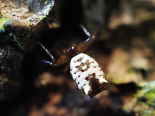 White Micrathena