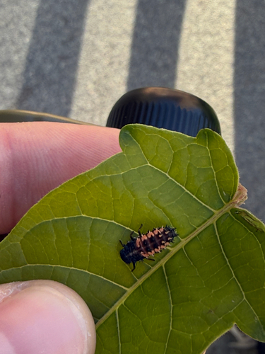 Asian Lady Beetle