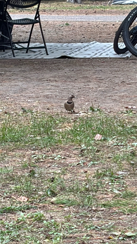 Northern Flicker