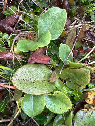 Epigaea repens, photograph 6