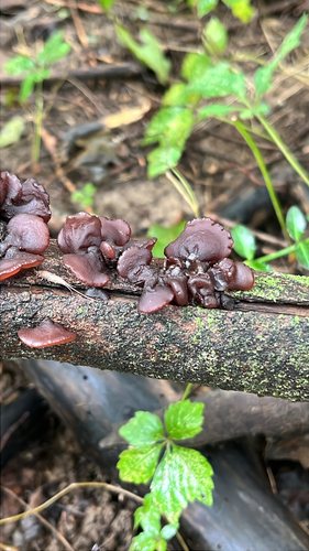 American Amber Jelly Fungus