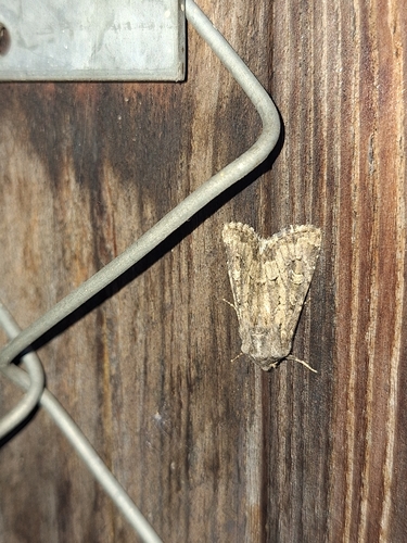 Flounced Rustic