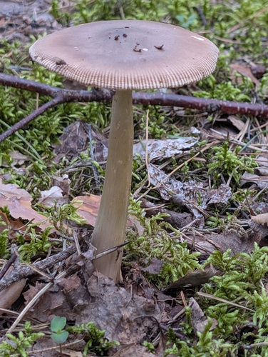 Tawny Grisette