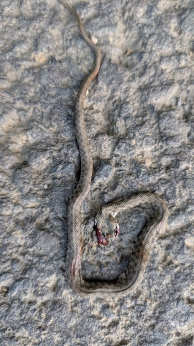 Tessellated Water Snake