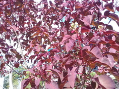 Euphorbia cotinifolia