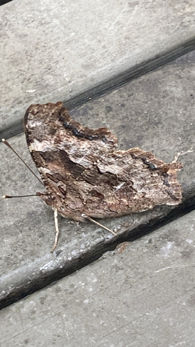 Compton Tortoiseshell