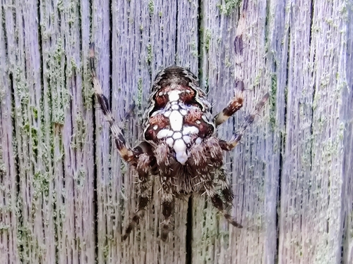 Cross Orbweaver