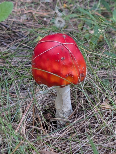 Fly Agaric