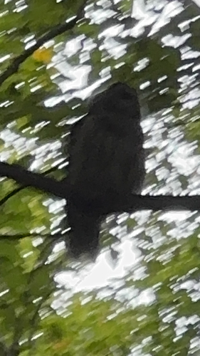 Barred Owl