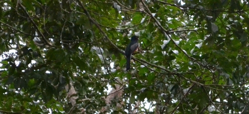 Blue-crowned Trogon