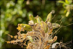 Gomesa bifolia