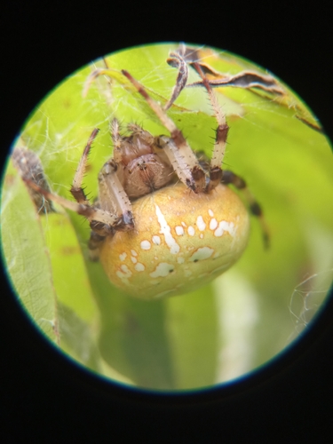 Four-spot Orbweaver