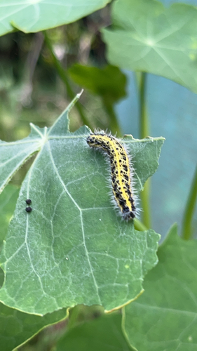 Large White