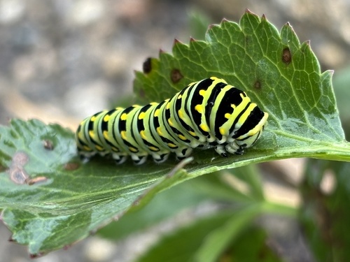 Eastern Black Swallowtail