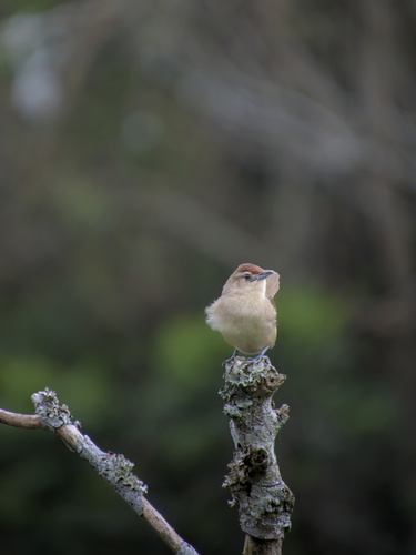Rufous-fronted Thornbird