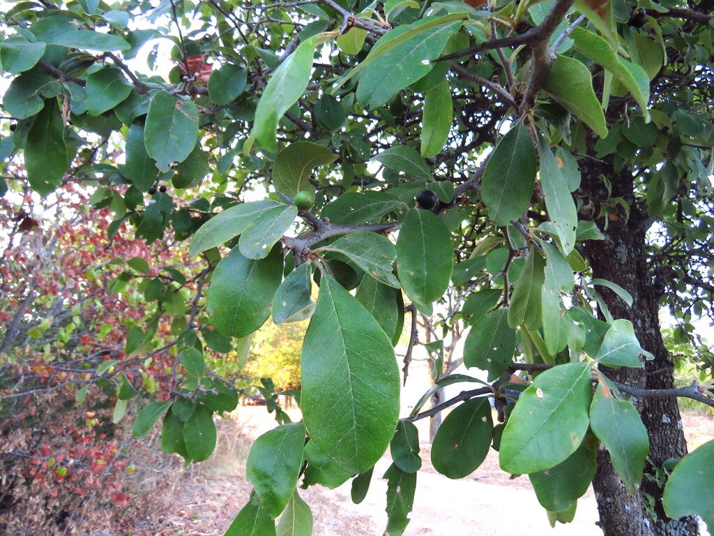 Sideroxylon lanuginosum; photograph (c) Annika Lindqvist, some rights reserved (CC BY)