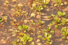 Lythrum portula
