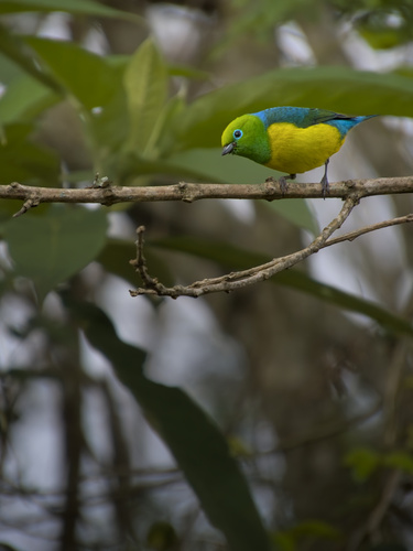 Blue-naped Chlorophonia