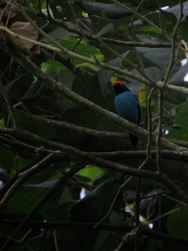 Swallow-tailed Manakin