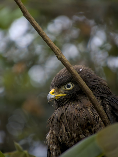 Roadside Hawk